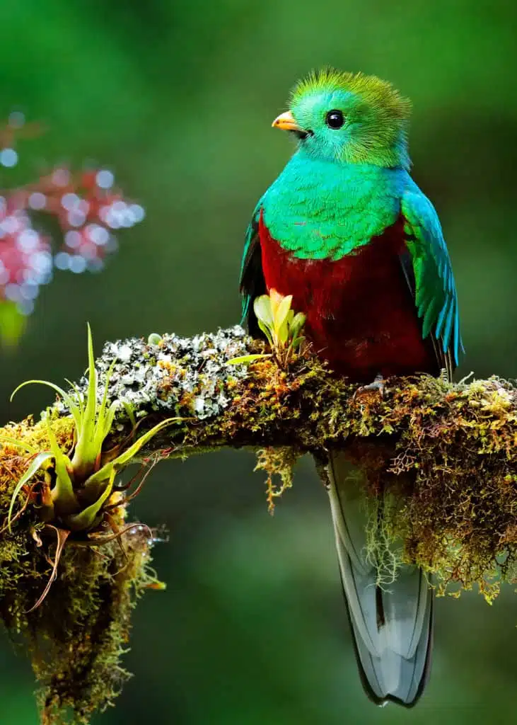 Resplendent Quetzal