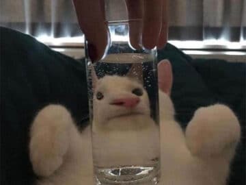 People Are Sharing Hilarious Distorted Pictures Of Animals Through Glasses