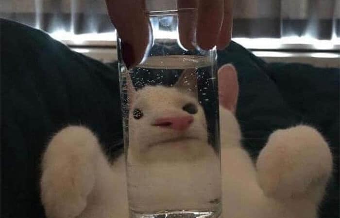 People Are Sharing Hilarious Distorted Pictures Of Animals Through Glasses