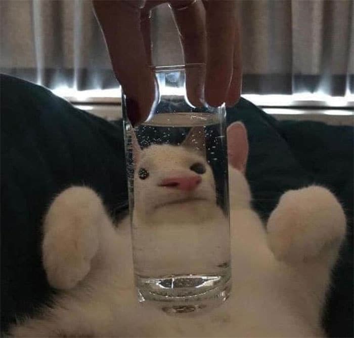 People Are Sharing Hilarious Distorted Pictures Of Animals Through Glasses