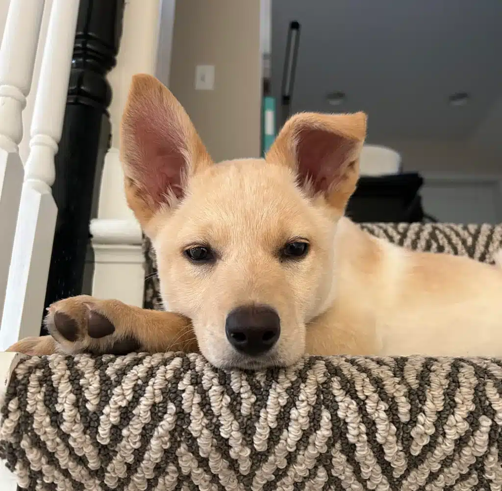 pitbull husky mix