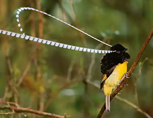 15 of the Most Beautiful Birds in the World