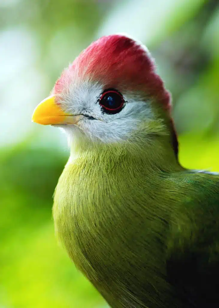 Red Crested Turaco