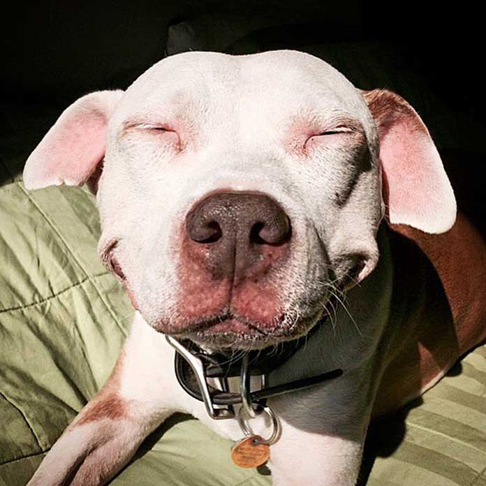 smiling-dog-stray-pit-bull-adopted-brinks