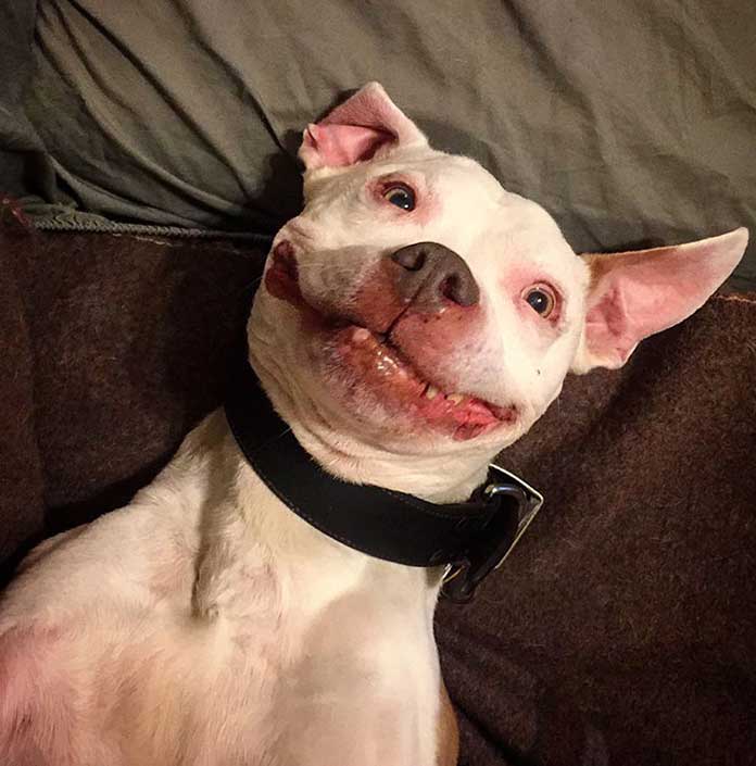 smiling-dog-stray-pit-bull-adopted-brinks