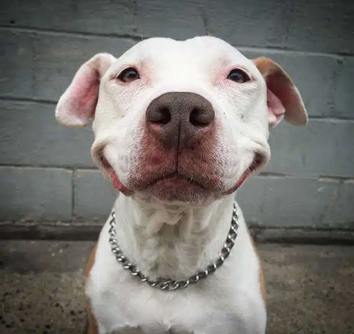 smiling-dog-stray-pit-bull-adopted-brinks