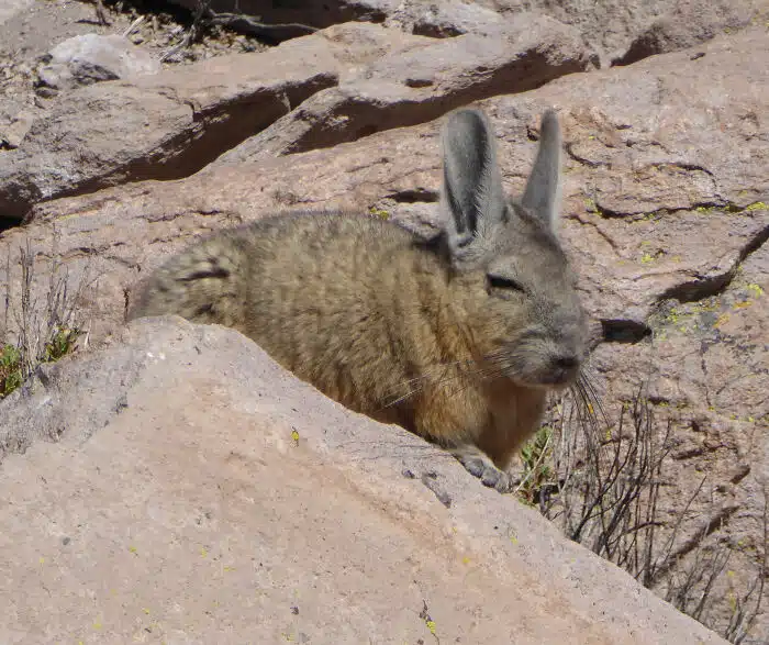 As you can see, the southern viscacha looks as if it’s tired, disappointed, uninterested, and in desperate need of a nap