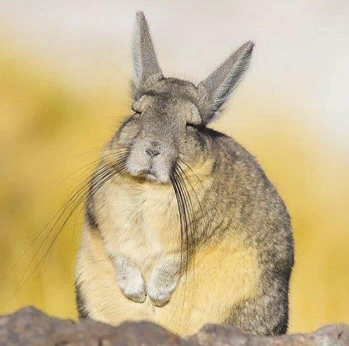 This South American animal that sort of looks like a mix of a rabbit and a chinchilla is called the southern viscacha