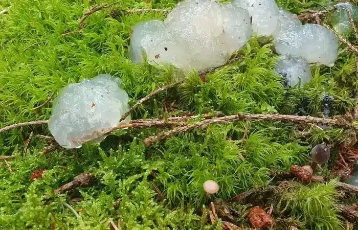 15 Things People Would Never Have Been Able To Identify If The Internet Hadn’t Come To Their Rescue