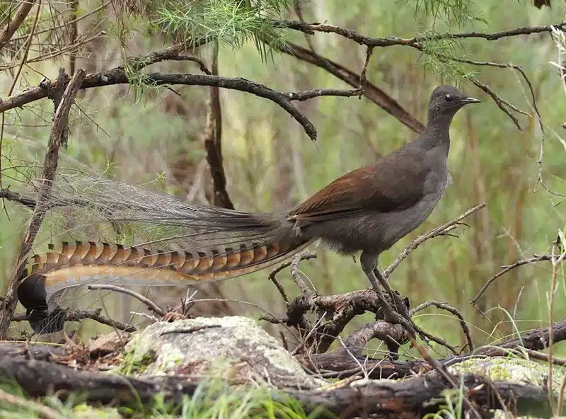 Superb Lyrebird