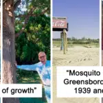 10 People Shared Before And After Pictures Of Trees Growing Through The Years