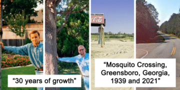 10 People Shared Before And After Pictures Of Trees Growing Through The Years