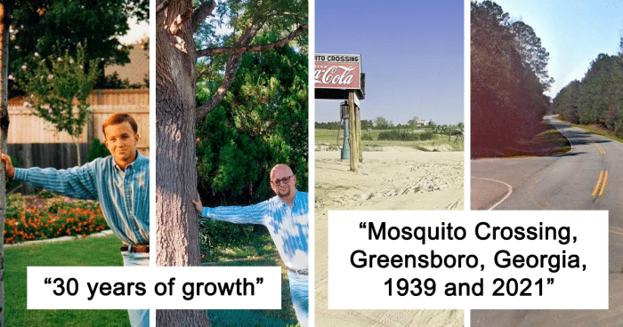 10 People Shared Before And After Pictures Of Trees Growing Through The Years