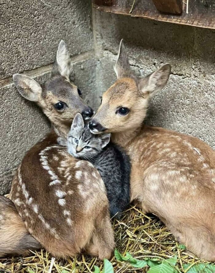 Adorable Baby Animals You’ll Want to Cuddle Immediately