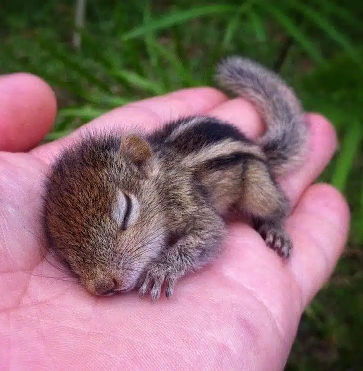 Adorable Baby Animals You’ll Want to Cuddle Immediately