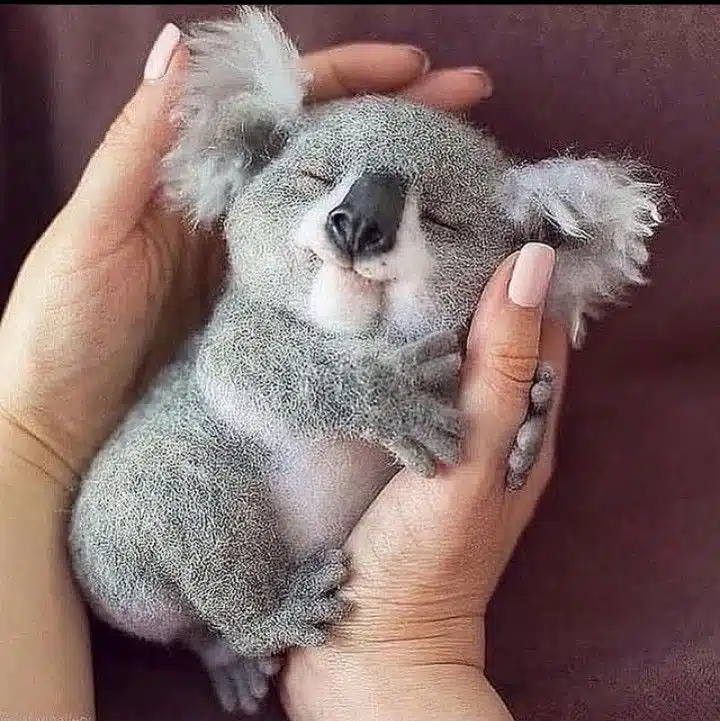 Adorable Baby Animals You’ll Want to Cuddle Immediately