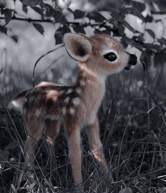 Adorable Baby Animals You’ll Want to Cuddle Immediately