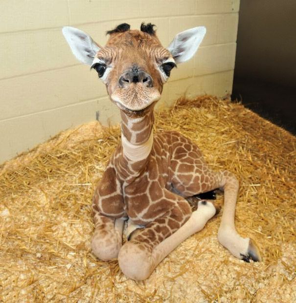 Adorable Baby Animals You’ll Want to Cuddle Immediately