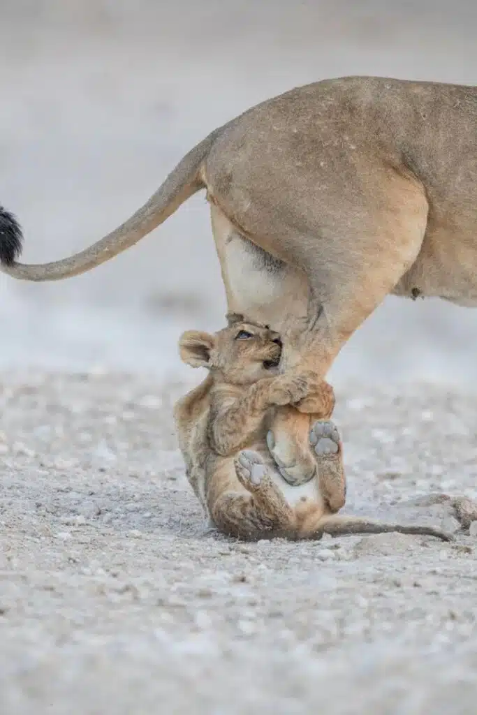 Adorable Baby Animals You’ll Want to Cuddle Immediately