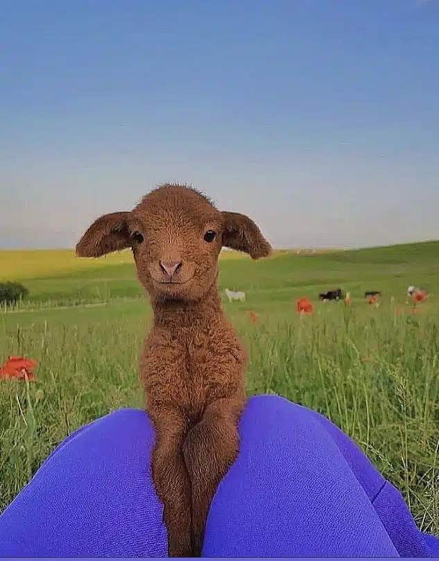 Adorable Baby Animals You’ll Want to Cuddle Immediately