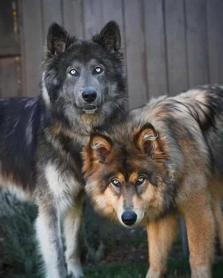 Beauty of Wolves Photos That Showcase Their Strength and Grace