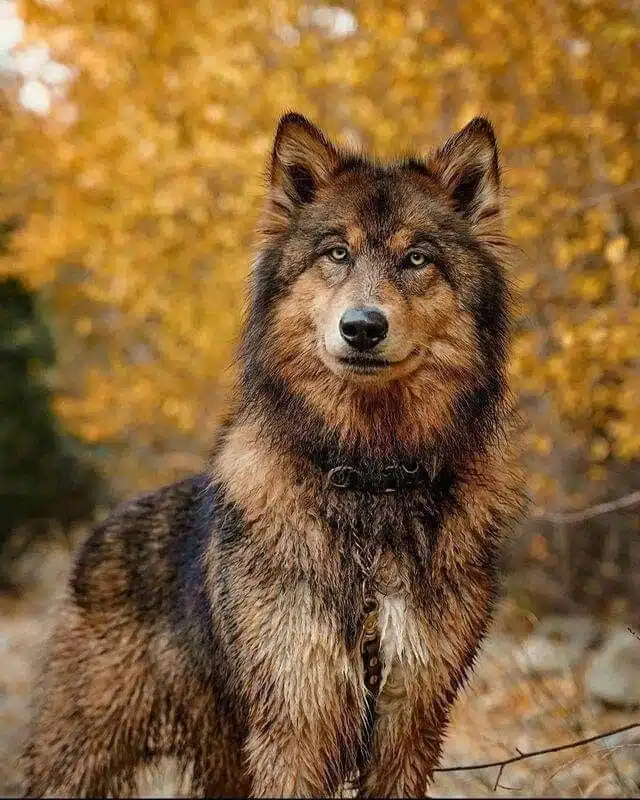 Beauty of Wolves Photos That Showcase Their Strength and Grace