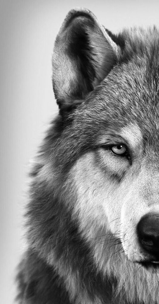 Beauty of Wolves Photos That Showcase Their Strength and Grace