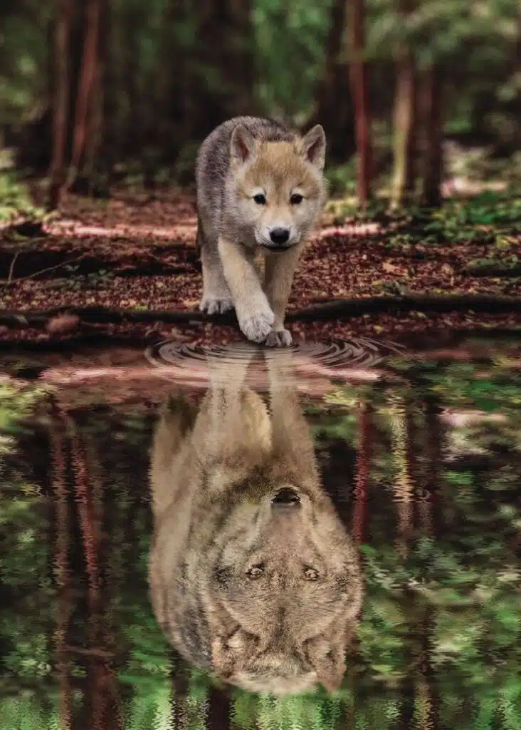 Beauty of Wolves Photos That Showcase Their Strength and Grace