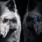 Beauty of Wolves Photos That Showcase Their Strength and Grace