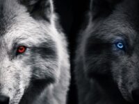 Beauty of Wolves Photos That Showcase Their Strength and Grace