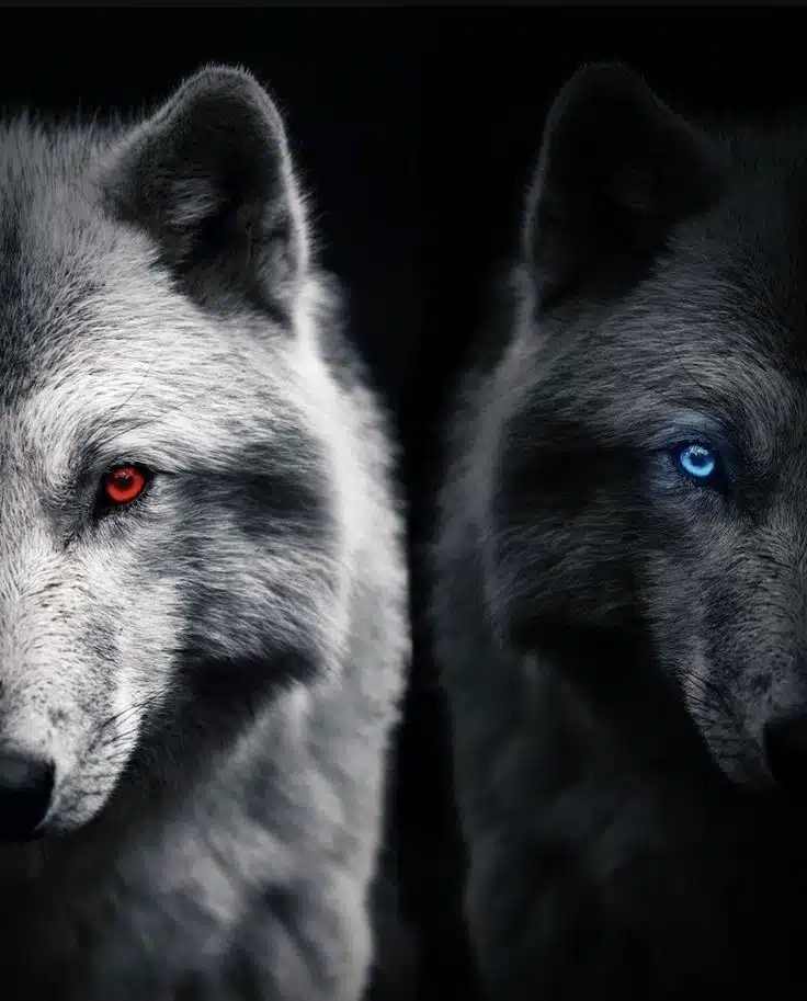 Beauty of Wolves Photos That Showcase Their Strength and Grace