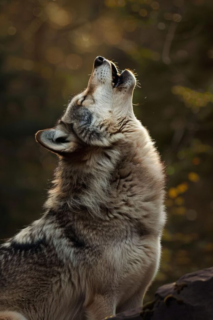 Beauty of Wolves Photos That Showcase Their Strength and Grace