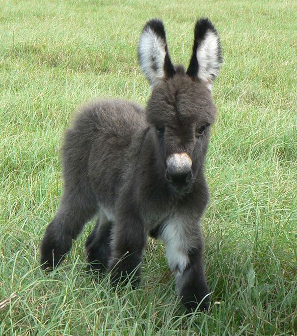 Farm Animal Breeds A Look at Diversity in the Barnyard