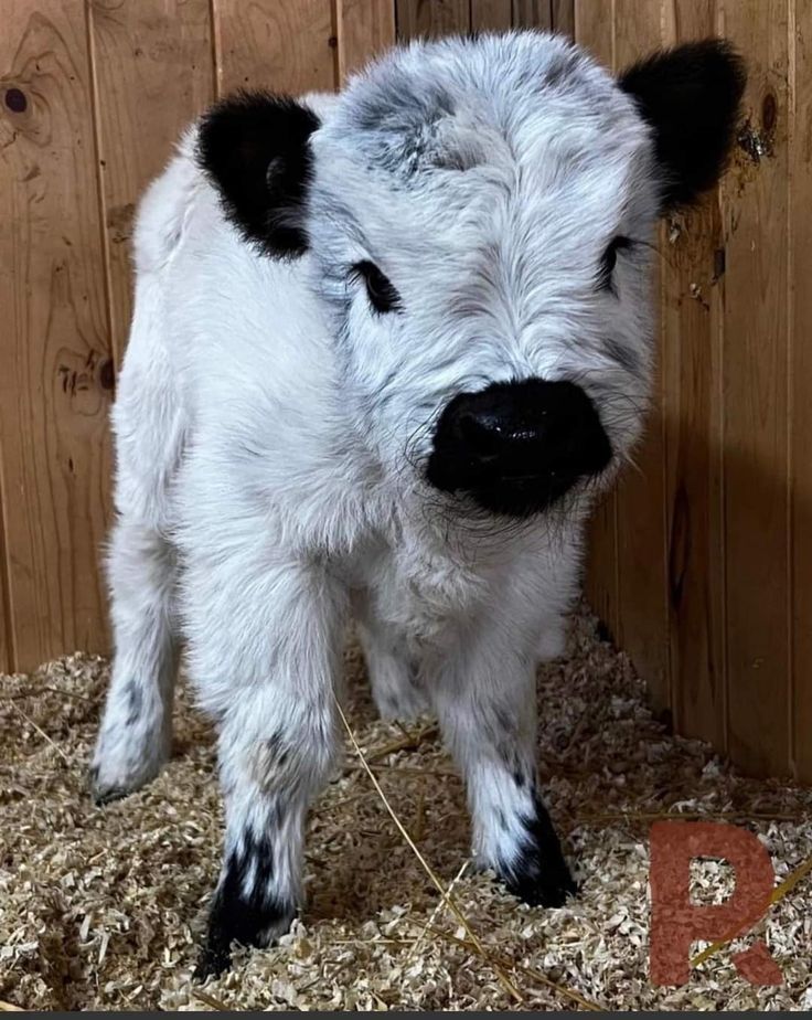 Farm Animal Breeds A Look at Diversity in the Barnyard