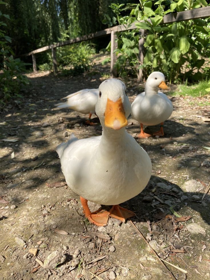 Farm Animal Breeds A Look at Diversity in the Barnyard