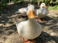 Farm Animal Breeds A Look at Diversity in the Barnyard