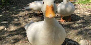 Farm Animal Breeds A Look at Diversity in the Barnyard