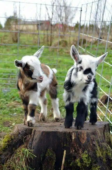 Farm Animal Breeds A Look at Diversity in the Barnyard