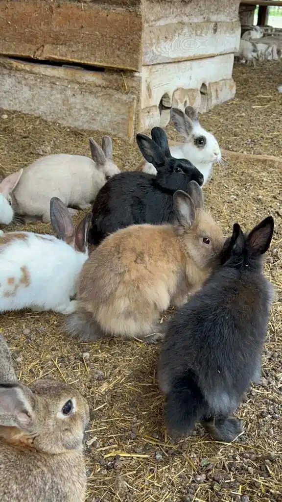 Farm Animal Breeds A Look at Diversity in the Barnyard