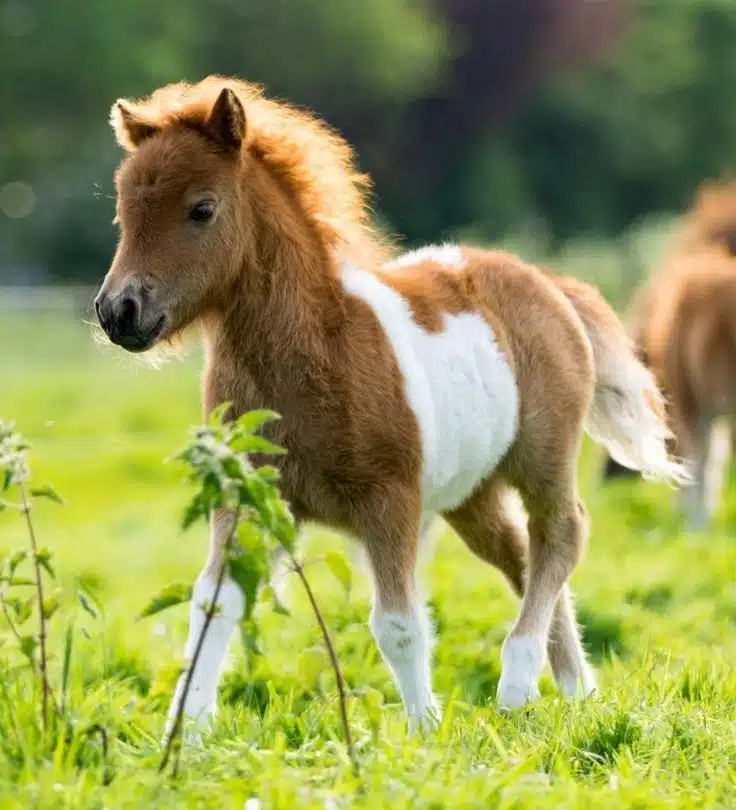 Farm Animal Breeds A Look at Diversity in the Barnyard