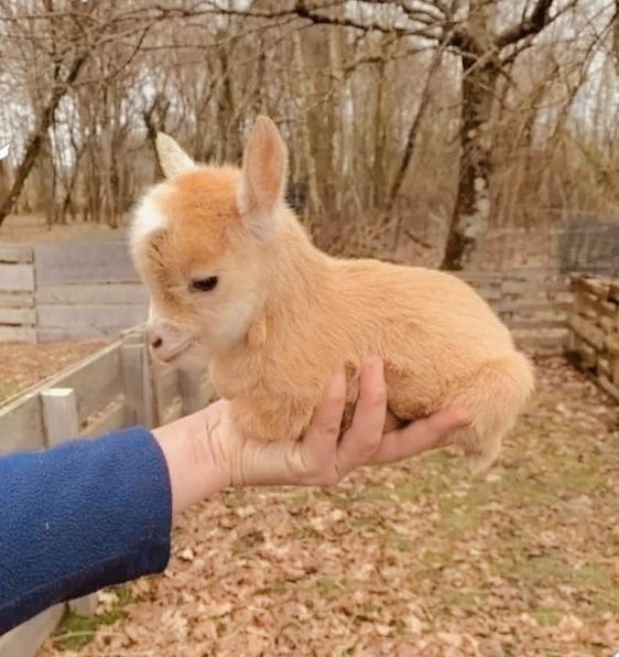 Farm Animal Breeds A Look at Diversity in the Barnyard