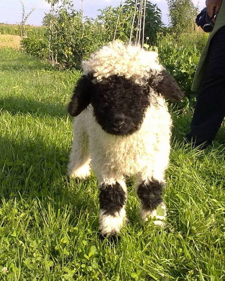 Farm Animal Breeds A Look at Diversity in the Barnyard