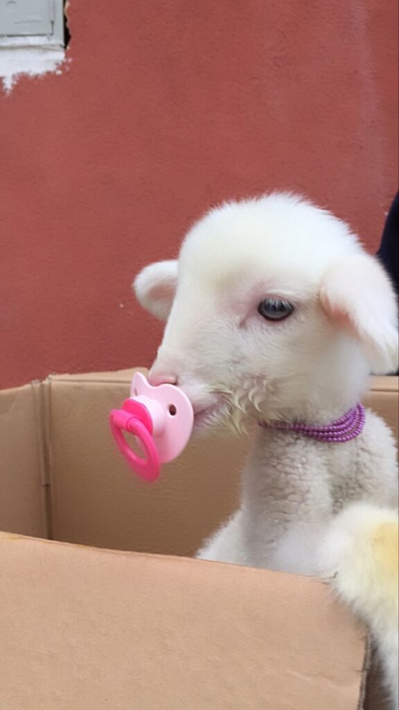 Farm Animal Breeds A Look at Diversity in the Barnyard