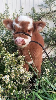 Farm Animal Breeds A Look at Diversity in the Barnyard