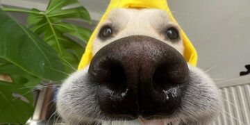 Say Cheese! Happy Animals Showing Off Their Brightest Smiles