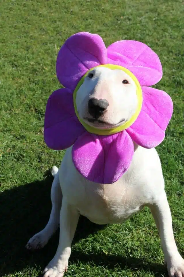 Say Cheese! Happy Animals Showing Off Their Brightest Smiles