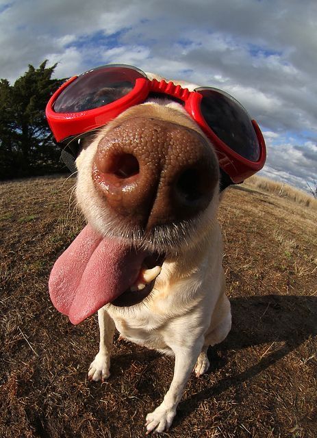 Say Cheese! Happy Animals Showing Off Their Brightest Smiles