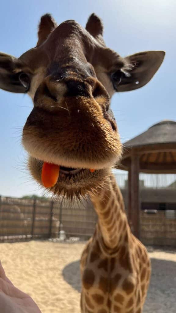 Say Cheese! Happy Animals Showing Off Their Brightest Smiles