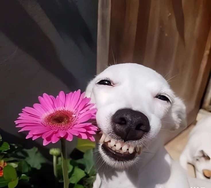 Say Cheese! Happy Animals Showing Off Their Brightest Smiles