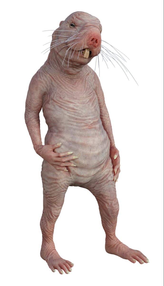 The Ugly Animal Kingdom Creatures You Won t Believe Exist